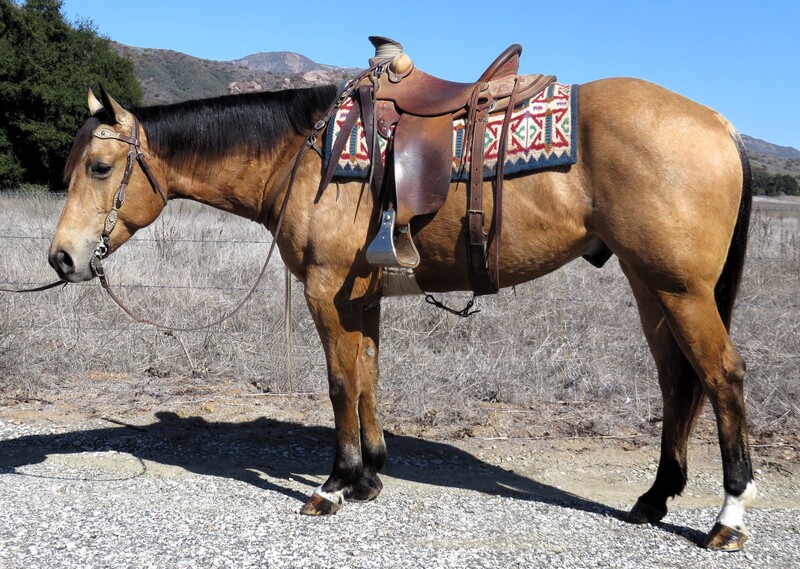 5 YEAR OLD 15.2 HAND BUCKSKIN GELDING +++VIDEO+++