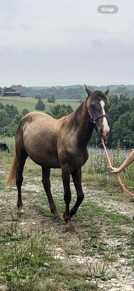 Beautiful Chocolate Dapple Filly 