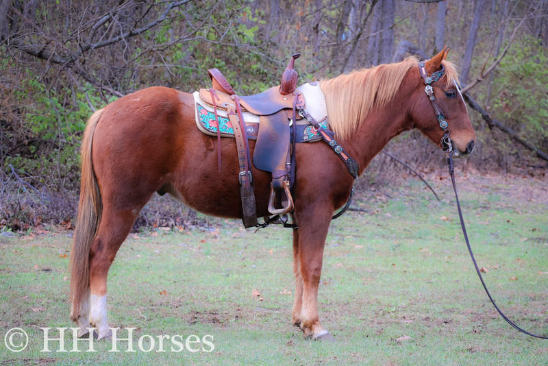 VERY BROKE YOUTH AND BEGINNER FRIENDLY SORREL QUARTER HORSE GELDING, ANYONE CAN RIDE