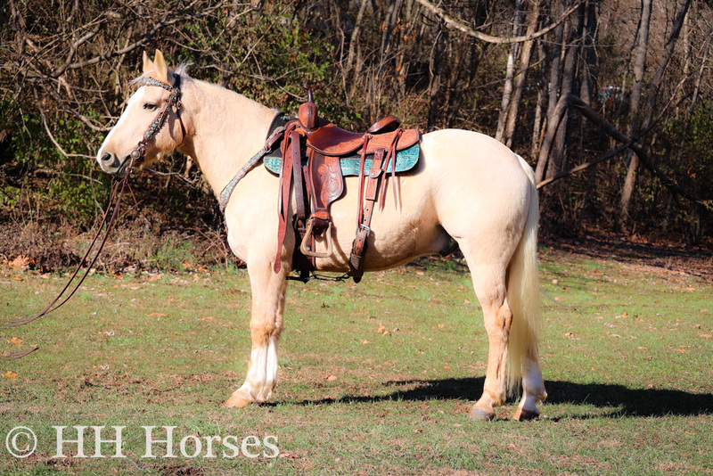 REAL BROKE, REAL COOL, PALOMINO QUARTER HORSE GELDING, RESPONSIVE, WELL TRAINED, ROPES, TRAIL RIDES