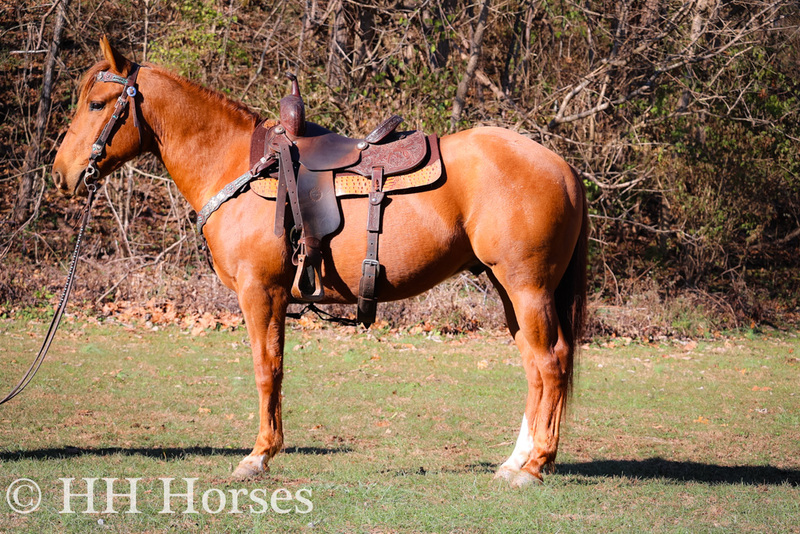 HANDY, FUN, ATHLETIC, AND RESPONSIVE SORREL QUARTER HORSE GELDING, ROPES, RANCH, TRAIL