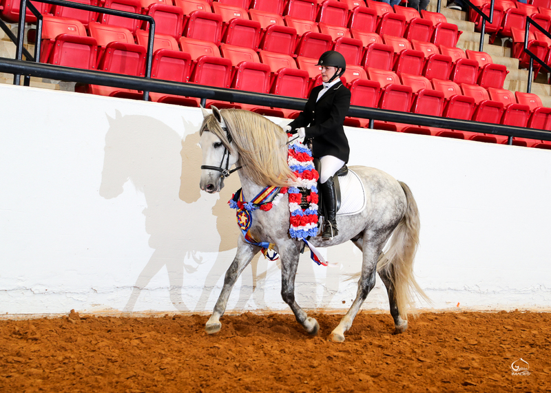 7 times National Champion PRE Stallion at Stud