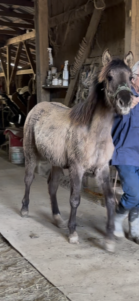 Beautiful Grulla Yearling Filly 