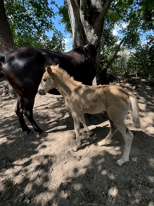 Well Bred Solid Chocolate Weanling Filly 