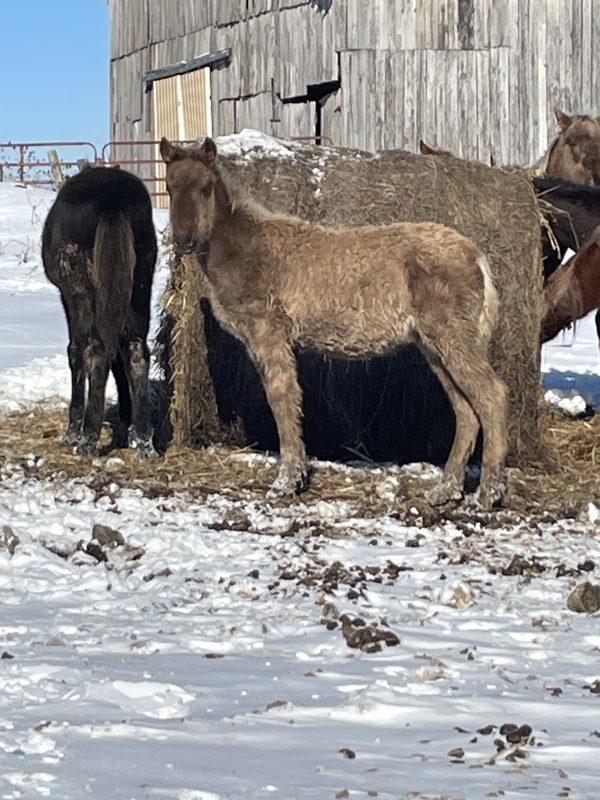 Well Bred Solid Chocolate Yearling Filly 