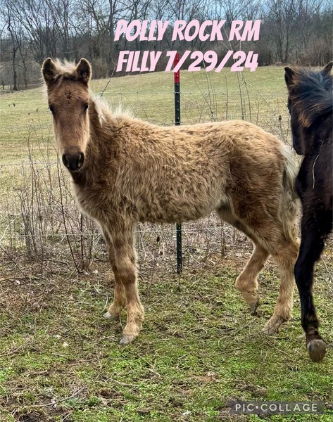 Well Bred Solid Chocolate Yearling Filly 