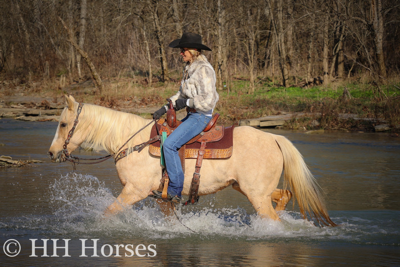 SOLID, SEASONED, PALOMINO QUARTER HORSE RANCH MARE, ROPES, TRAIL RIDES, SHOW