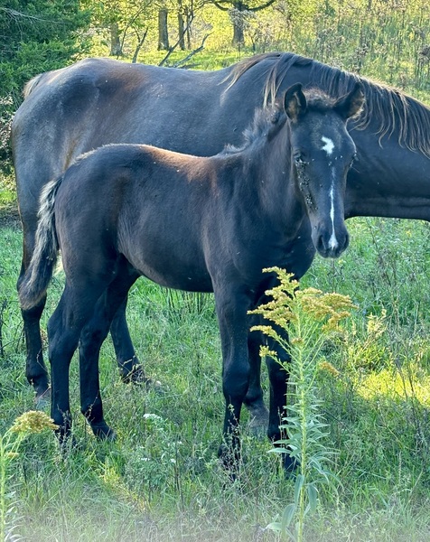 Well Bred Black Weanling Colt 