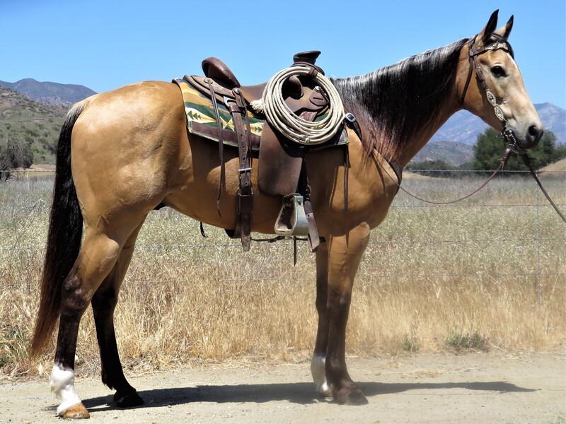 7 YEAR OLD 15.3 HAND BUCKSKIN GELDING **VIDEO**