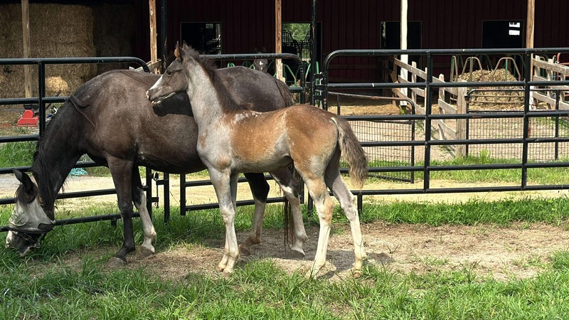 Stunning Blue Roan Sabine Colt 