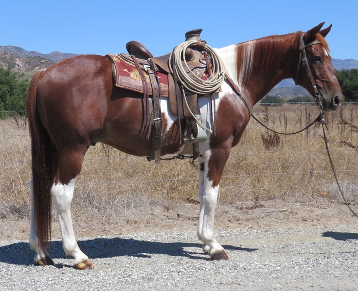 12 YEAR OLD 15.1 HAND TOBIANO PAINT GELDING