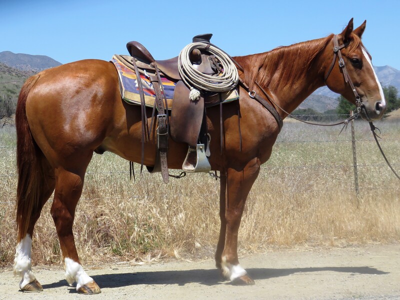 9 YEAR OLD 15.1 HAND  SORREL GELDING **VIDEO**