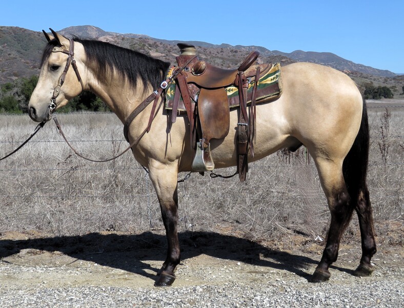 4 YEAR OLD 14.3 HD BUTTERMILK BUCKSKIN GELDING +++VIDEO+++