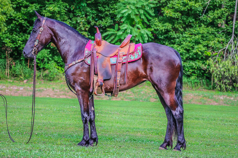 FANCY FRIESIAN MORGAN CROSSBRED MARE, RIDES AND DRIVES, GENTLE AND INTELLIGENT