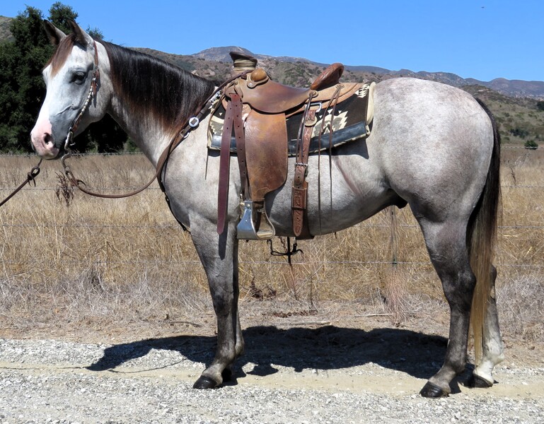 5 YEAR OLD 14.2 HAND GREY GELDING +++VIDEO+++