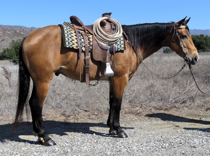 6 YEAR OLD 15.2 HAND BUCKSKIN GELDING +++VIDEO+++