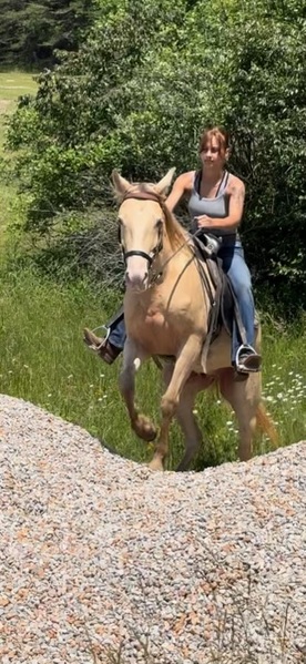 14.2 Well Trained Trail Horse 