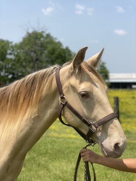 14.2 Well Trained Trail Horse 