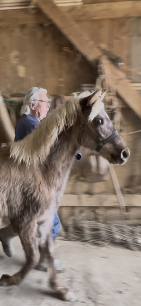 Well Gaited Beautiful Chocolate Yearling 