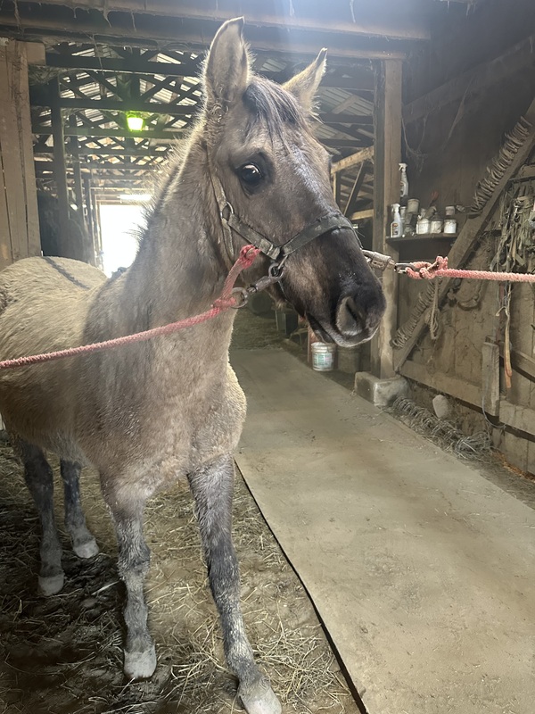 Well Bred 2 Yr Old  Grulla Colt 