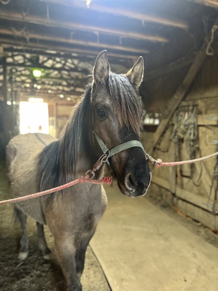 Gorgeous Dark 2 Yr Old Grulla Colt 