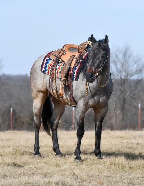 5 YEAR OLD 15.1 HAND BLUE ROAN GELDING **VIDEO**