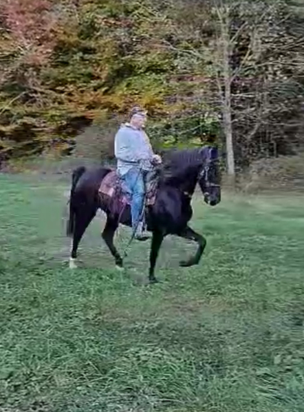 Gorgeous 15H Smooth Gaited Trail Horse