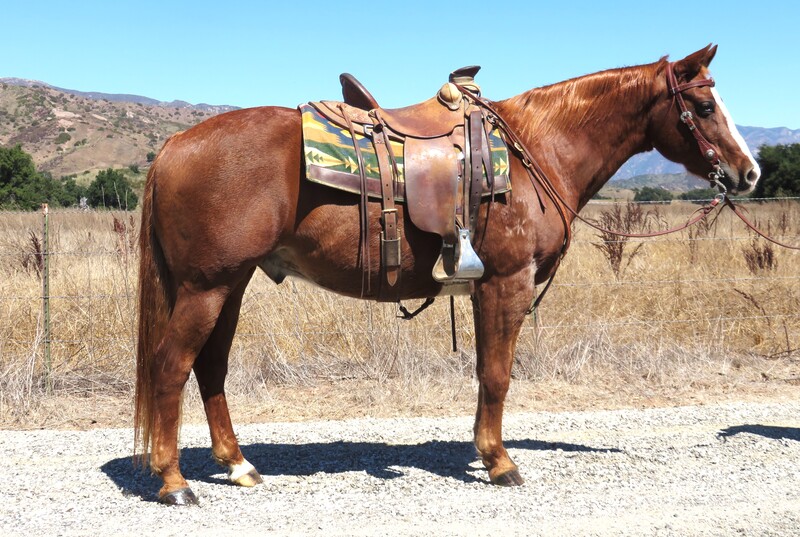 12 YEAR OLD 14.3 HAND SORREL GELDING +++VIDEO+++