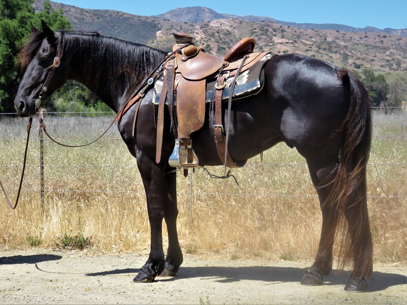 9 YEAR OLD 15 HAND BLACK FRIEISIAN GELDING**VIDEO**