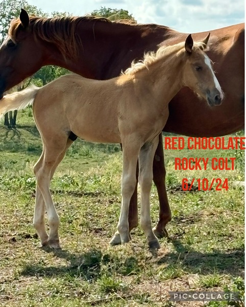 Well Bred Red Chocolate Weanling 