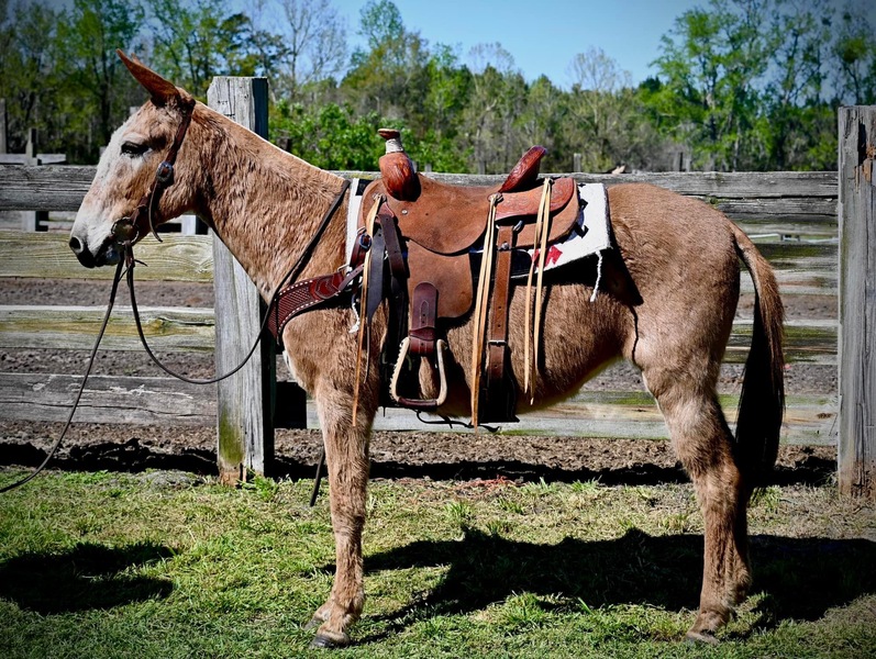 Working mules for on sale sale