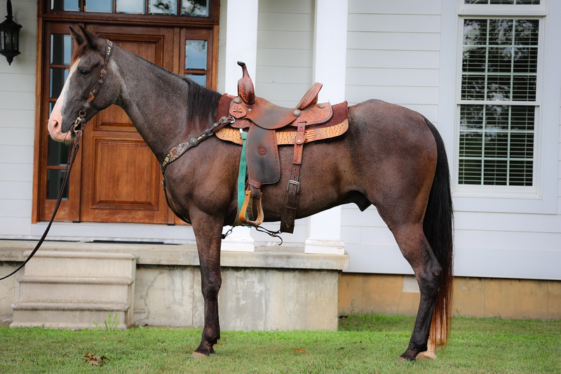 SUPER GENTLE, WELL BROKE BLUE ROAN KENTUCKY MOUNTAIN GELDING, SMOOTH, NECK REINS