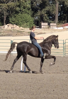 15.3 Gorgeous Well Trained Show/Trail Mount 