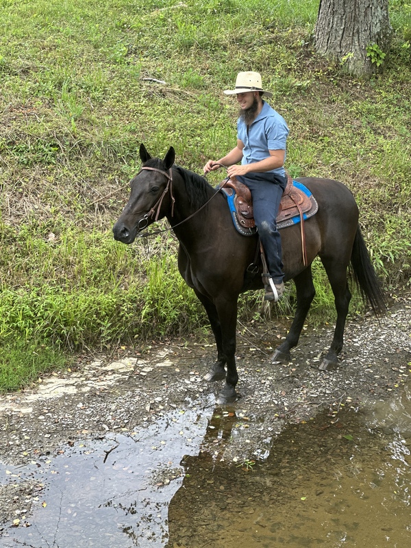 15.2 Gorgeous Black Trail Riding/Harness Horse