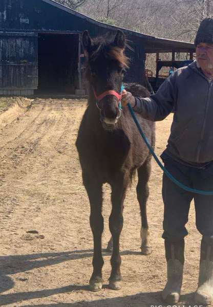 Well Bred Black Yearling Colt 