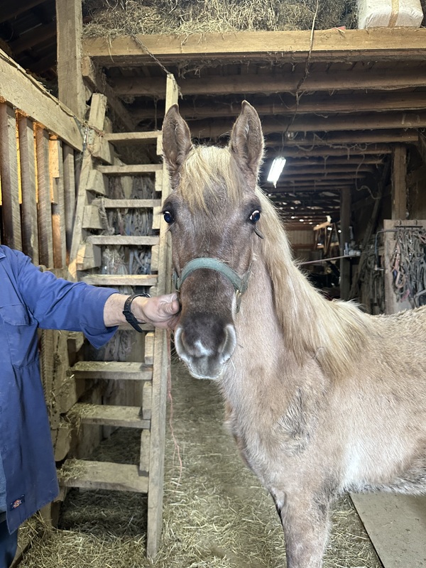 Beautiful Silver Grulla Yearling Colt