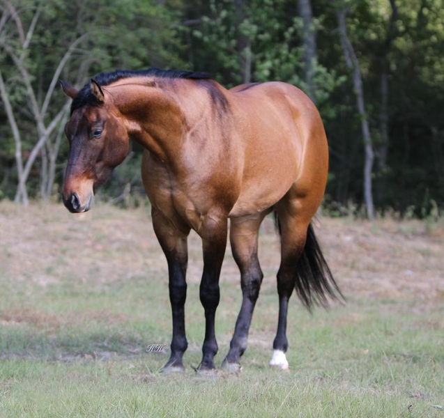 4 YEAR OLD 15.3 HAND DUNN GELDING