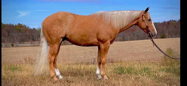 6  YEAR OLD 14.3 HAND PALOMINO GELDING