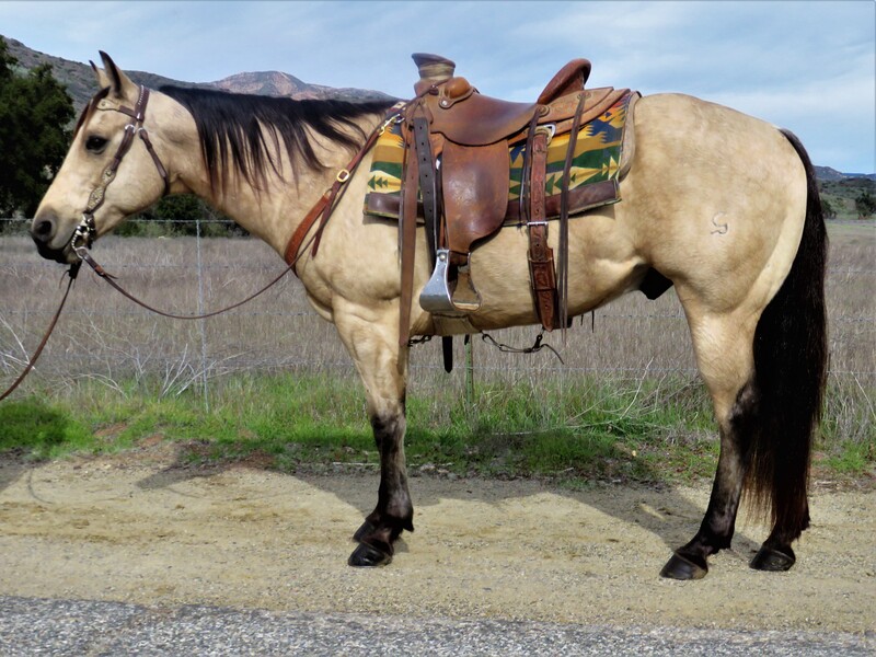 11 YEAR OLD 14.3 HAND BUCKSKIN GELDING ***VIDEO***