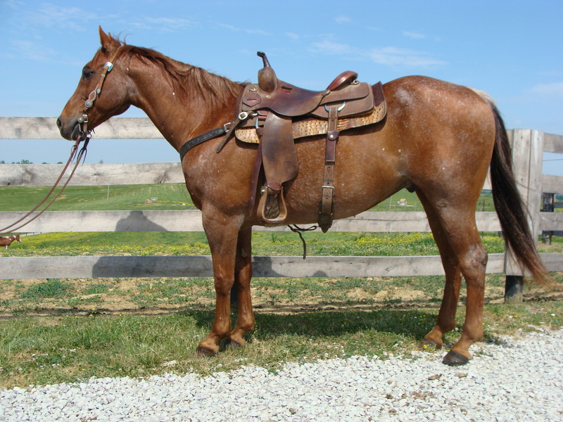 EXTREMELY WELL BROKE RED ROAN QUARTER HORSE GELDING, SUPER HANDY AND ...