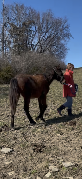 Bay Roan Yearling Filly 