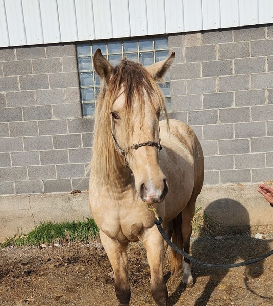 Stunning Silver Buckskin Mare