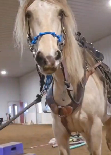 Stunning Silver Buckskin Mare