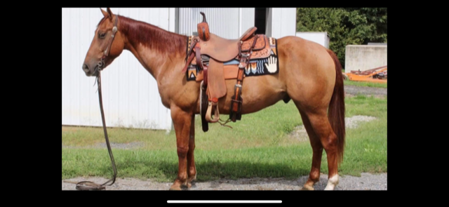 4 YEAR OLD 14.3 HAND RED DUN GELDING