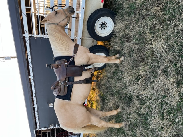 6 YEAR OLD 15.1 HAND PALOMINO GELDING