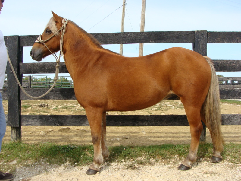 SUPER NICE SORREL QUARTER PONY WITH FLAXEN MANE AND TAIL, GENTLE YOUTH ...