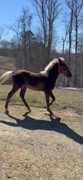 Beautiful Well Bred Chocolate Yearling 