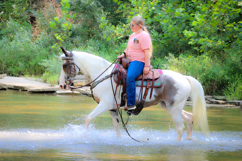 SUPER NICE, WELL BROKE, SEASONED NATURALLY GAITED OVERO ROAN SPOTTED SADDLE MARE, YOUTH RIDDEN