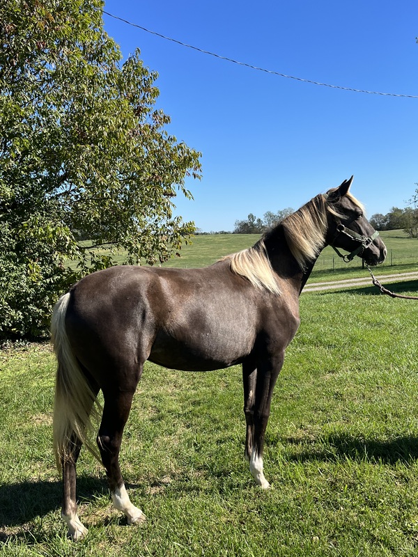 Chocolate Dappled 2 Year Old Filly 