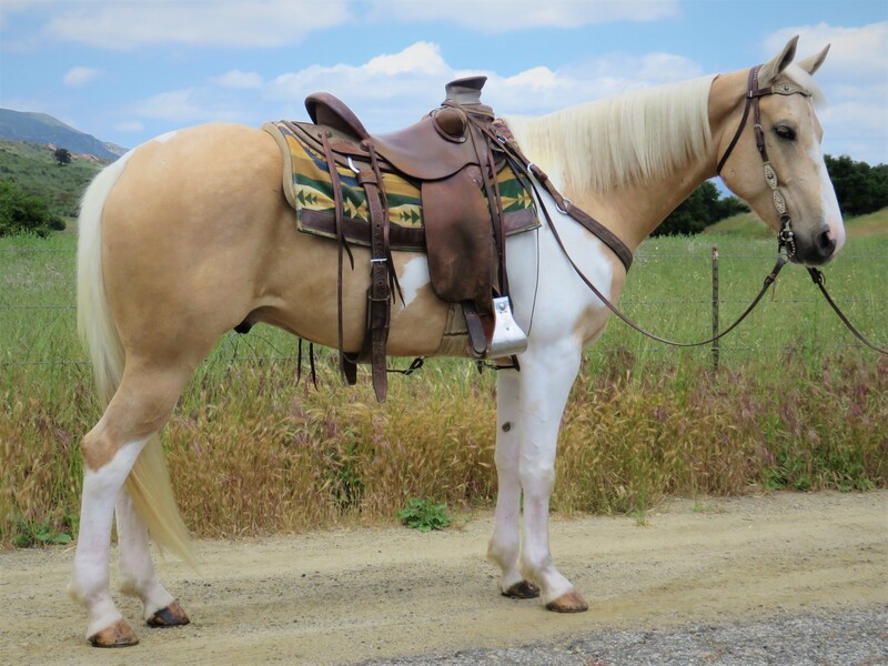 5 YEAR OLD 15.2+ HAND PALOMINO PAINT GELDING **VIDEO**